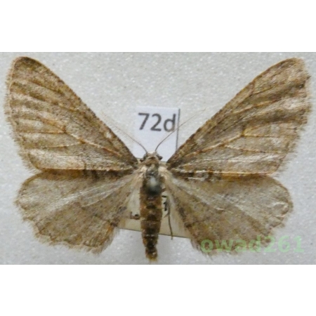 Agriopis bajaria (Denis & Schiffermüller, 1775) male Czech72d